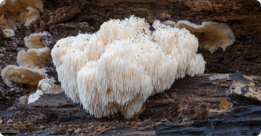 lion's mane on a log