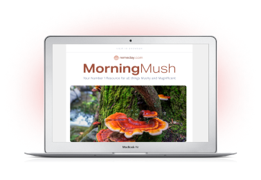 MorningMush Mushroom Newsletter