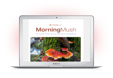 MorningMush Newsletter