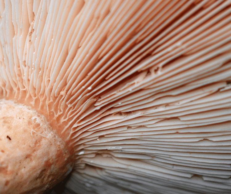 mushroom gills