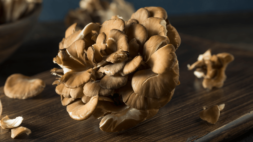 maitake on a dark background