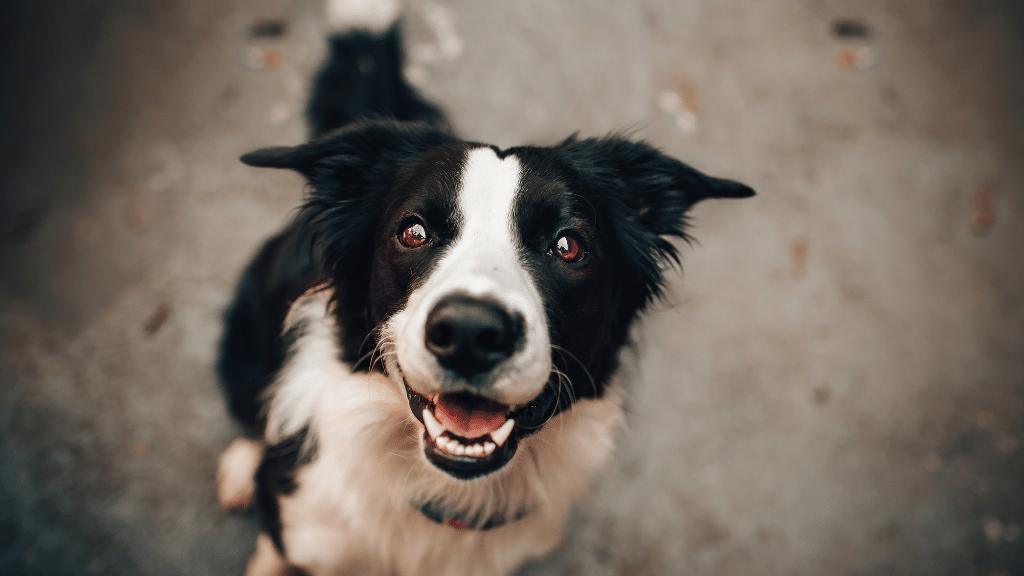 border collie looking at camera