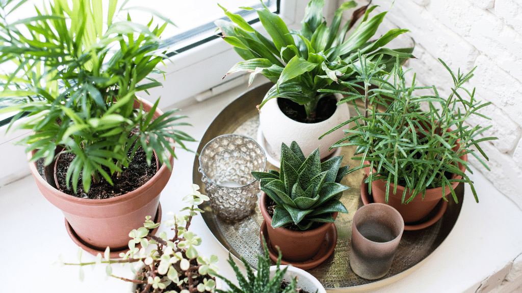 happy houseplants