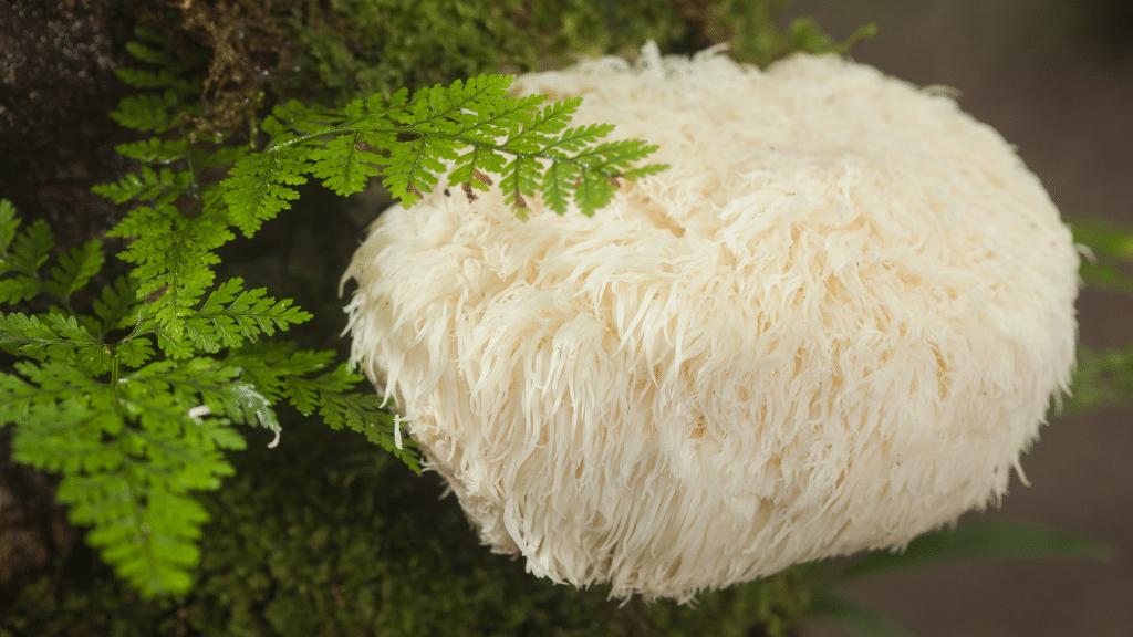 lion's mane mushroom with a fern
