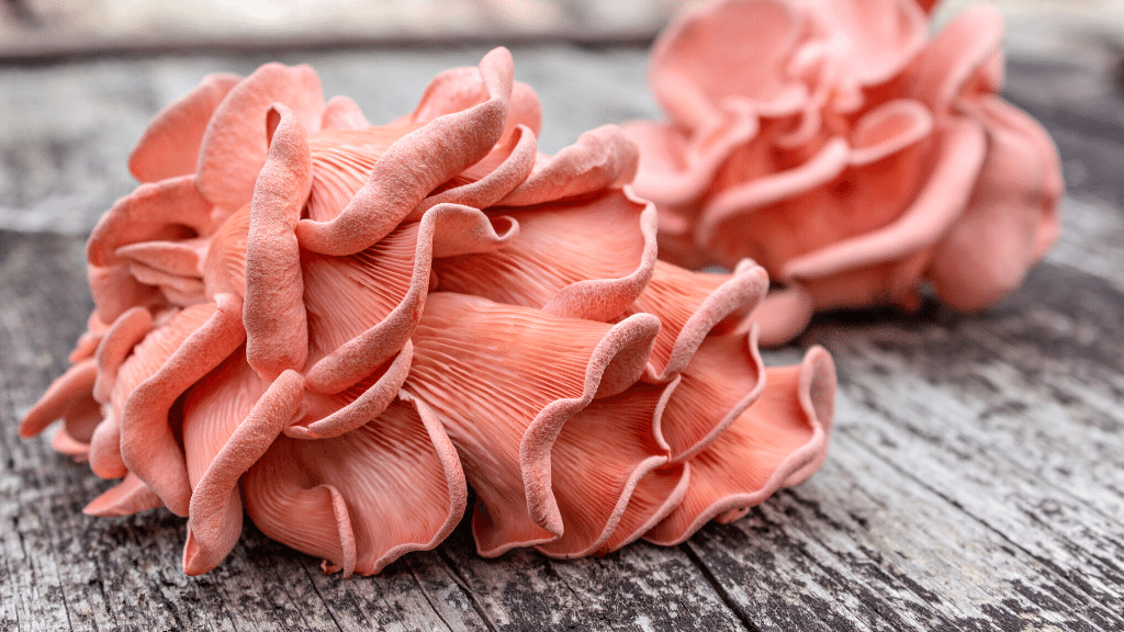 Pink Oyster Mushroom