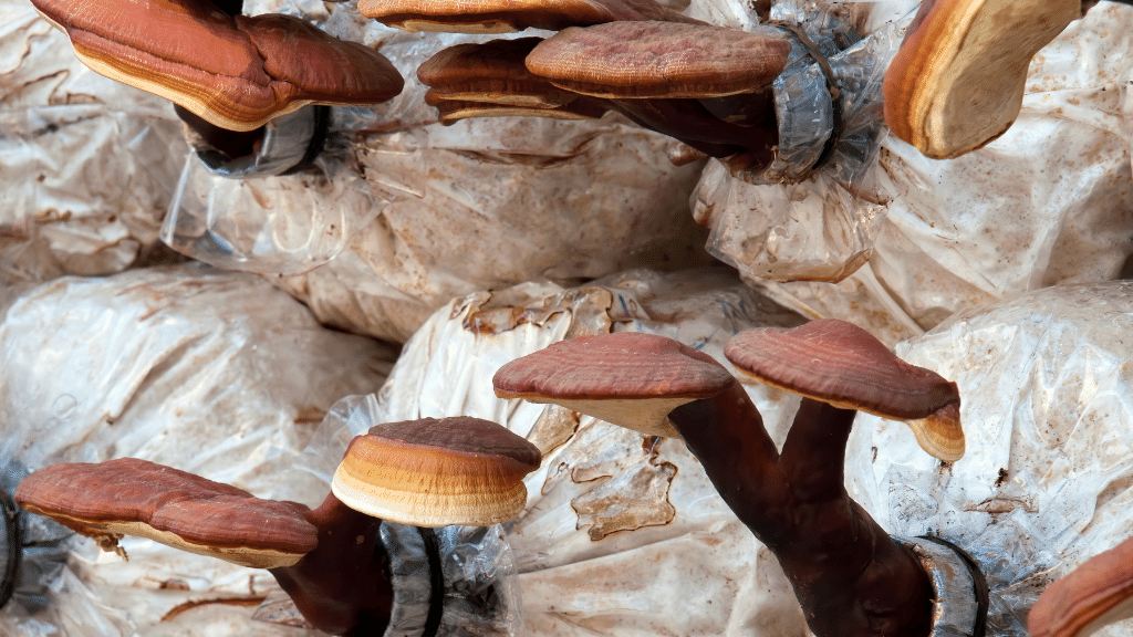 commercial growing reishi. mushrooms