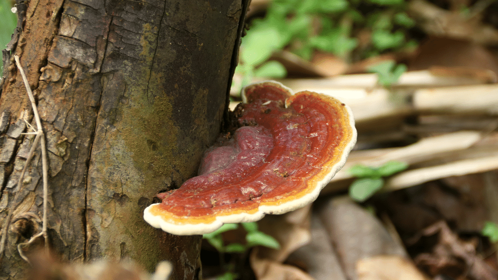 red reishi on a stump