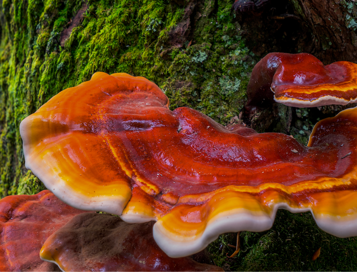 Reishi mushrooms