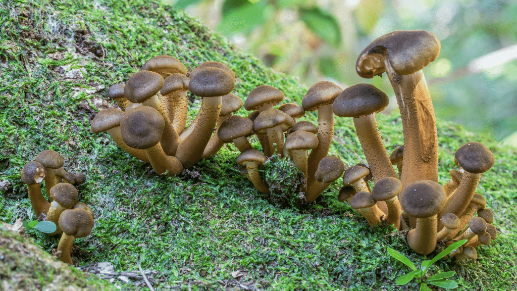 a cluster of brown magic mushrooms
