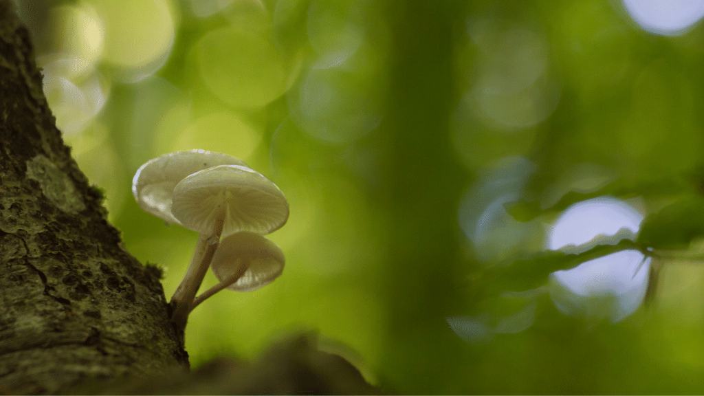magic mushrooms growing in the wild