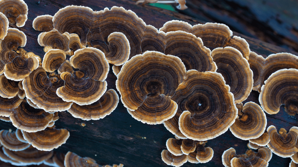 wild turkey tail mushrooms