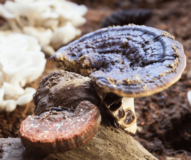 Reishi mushrooms in the wild