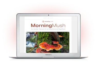 MorningMush Newsletter