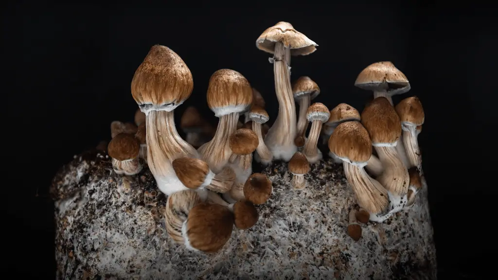 Psilocybin Products