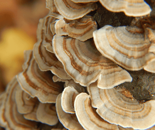 Turkey tail growing on a stump