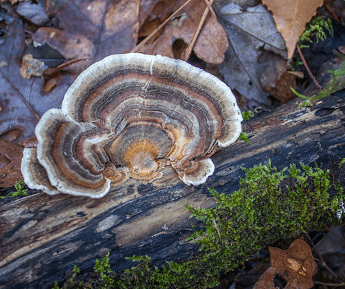 colorful turkey tail mushroom in the wild