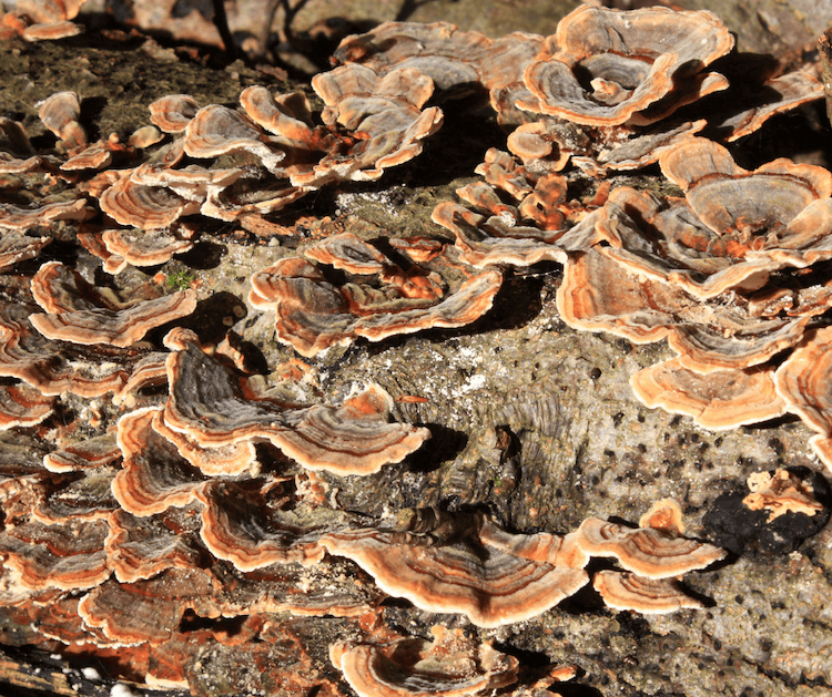 turkey tail in the sunshine