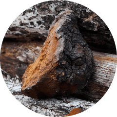 chaga icon