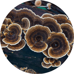 turkey tail icon