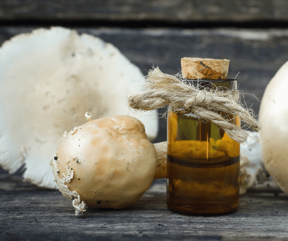 mushroom extract in tincture bottle